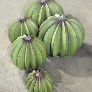 Lot de cactus décoratifs ronds en métal – Décoration cactus design